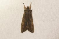 Lithophane semibrunnea