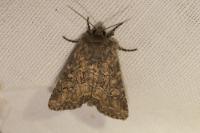 Luperina testacea