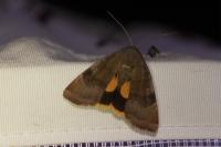 Noctua janthe/janthina