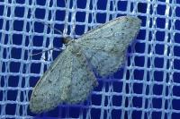Idaea seriata