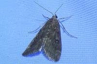 Parapoynx stratiotata