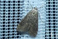 Parapoynx stratiotata