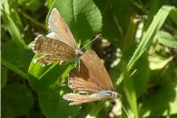 Cacyreus marshalli