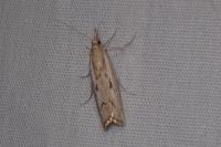 Agriphila geniculea