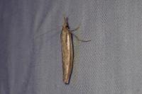 Agriphila tristella