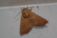Atethmia centrago