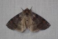 Cymatophorina diluta
