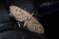 Eupithecia pusillata