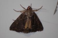 Thalpophila matura