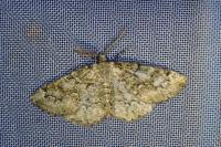 Cleorodes lichenaria