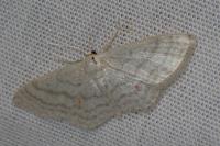 Idaea subsericeata