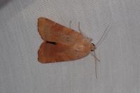 Noctua fimbriata