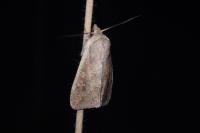 Mythimna unipuncta