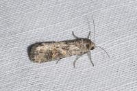 Spodoptera exigua