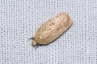 Agonopterix