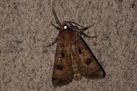 Agrotis segetum