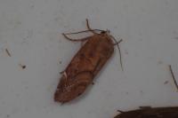 Cosmia affinis