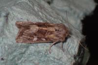 Luperina dumerilii