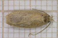 Agonopterix assimilella
