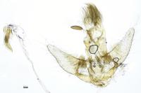 Agonopterix assimilella
