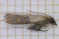 Plodia interpunctella
