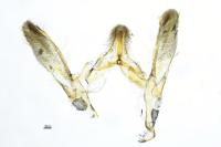 Plodia interpunctella