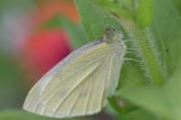 Pieris rapae