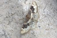 Idaea rusticata