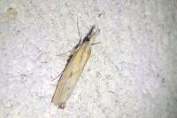 Agriphila geniculea