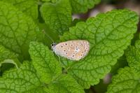 Polyommatus icarus