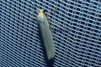 Eilema caniola