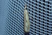 Agriphila geniculea