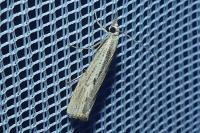 Agriphila geniculea