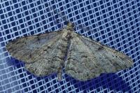 Peribatodes rhomboidaria