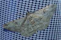Peribatodes rhomboidaria