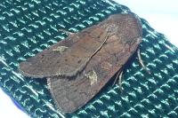 Xestia xanthographa
