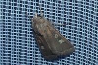 Xestia xanthographa