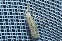Agriphila geniculea/inquinatella