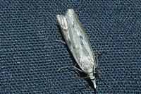 Agriphila geniculea/inquinatella