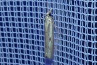 Agriphila geniculea/inquinatella