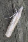Crambus pascuella