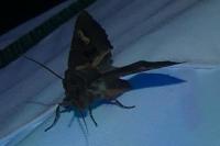 Trigonophora flammea