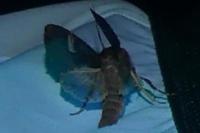Trigonophora flammea