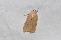 Noctua fimbriata