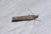 Pediasia contaminella