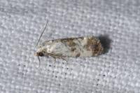 Cochylis hybridella