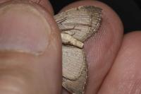 Aplocera plagiata
