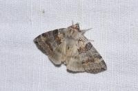 Cymatophorina diluta