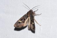 Trigonophora flammea