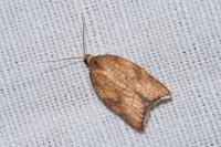 Acleris rhombana